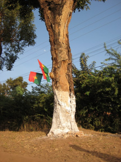 02 Les Arbres S Habillent